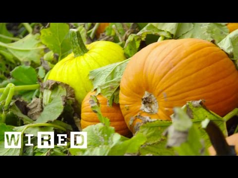 Picking Pumpkins, The Pumpkin Harvest Process | WIRED