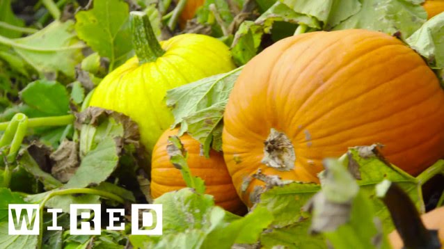 Picking Pumpkins, The Pumpkin Harvest Process | WIRED
