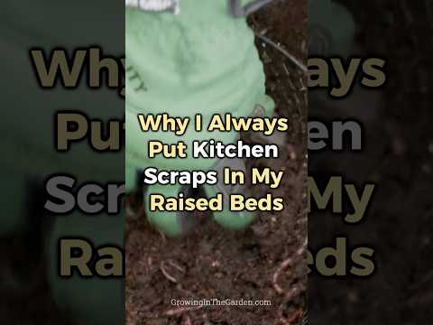 Harvest buckets of worm castings from your kitchen scraps #vermicomposting