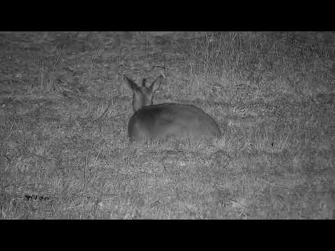 Djuma: Duiker female - 19:16 - 08/27/21