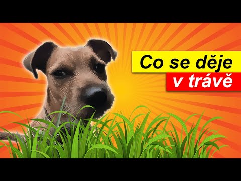 Co se děje v trávě
