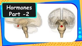 Biology - Hormones in animals   - Control and coordination - Part 10 - English