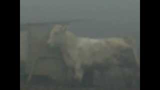 preview picture of video 'MPEG0634 Kuh schubbert sich am Melkstand im Nebel Sao Jorges (Azoren, Açores, Santo Antão)'