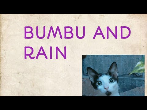 Do cats love rain ?🌦️