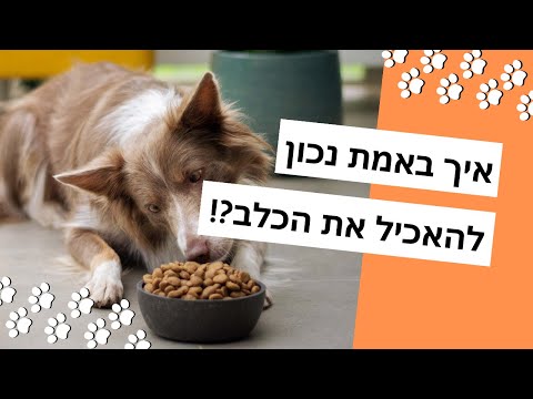 , title : 'איך להאכיל את הכלב כל מה שצריך לדעת!?  | המדריך המלא'