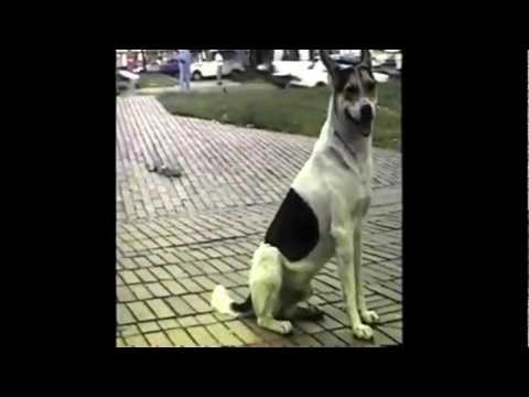 Bajotierra - El Pobre (videoclip oficial)