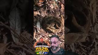 Cobras na trilha da Floresta da Tijuca RJ #biologohenrique #animais #bichoesperto #biologo