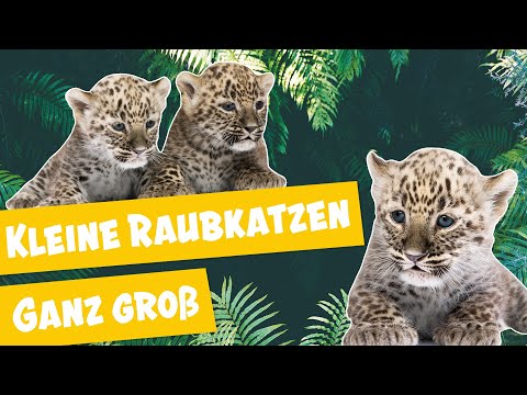 Kleine Leoparden auf Entdeckungstour | Panda, Gorilla & Co.