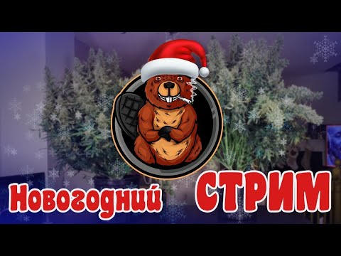 Пробуем Do-Si-Dos, отвечаем на ВОПРОСЫ, обсуждаем НОВОСТИ