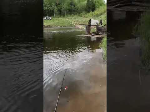 Topwater Pike action! #pike #topwater