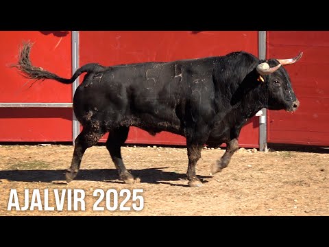 Ajalvir 2025 Encierro y Capea