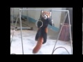 Adorable Red Panda Funny Supercut Compilation ...
