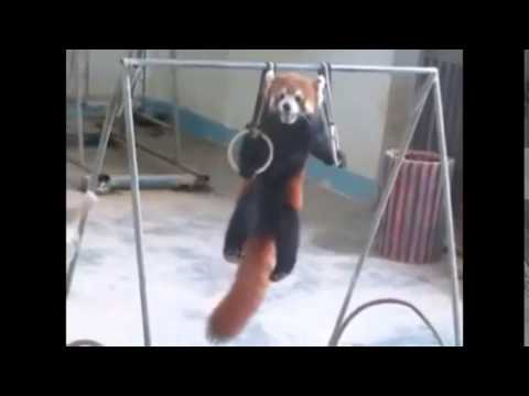 Adorable Red Panda Funny Supercut Compilation