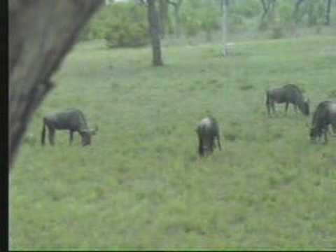 Wildebeest & Babies Grazing