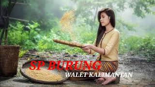 Download lagu SUARA BURUNG WALET KALIMANTAN MP3 | SP GADIS DESA | INFO WALET  mp3