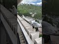 Seagull Birds That Smile A Lot Tend To Have Good Luck