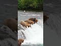 A Bear fishing a salmon - Alaska, USA