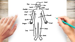 How to Draw Human Body Diagram