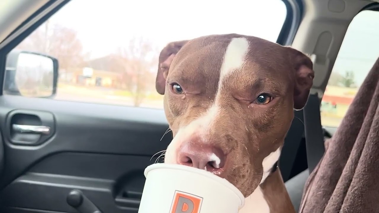 Enlarge Lilly, a Adoptable mixed breed in Quincy, MI video 2/2