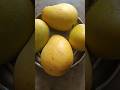 My Garden Harvested Mangos