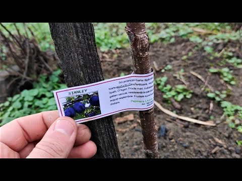 Am rezolvat situatia cu pepiniera - Am primit cei 3 pomi fructiferi