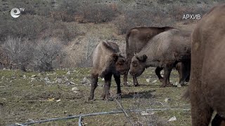 Броят на зубрите в Източните Родопи се увеличава, родени са четири малки