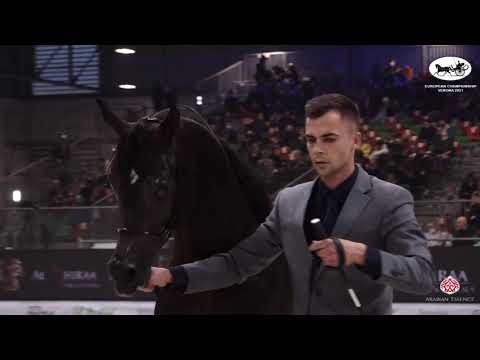 N 62 FERRUM   European Championship 2021   VERONA   Colts 2 years old Class 11