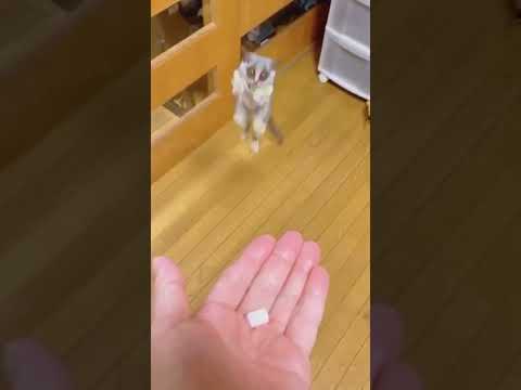 lemur jumping part - animal best moments | #lemur | #cute| #shorts