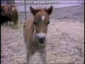 Classic Sesame Street Little Horse Near And Far 1971