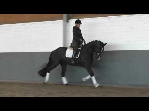 Weidenhof-Verkaufspferd:"FABIANO" -4j. Rappwallach, Hannoveraner; 168cm