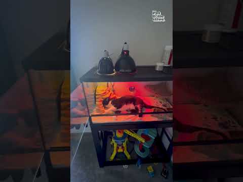 Un chat jaloux envahit le terrarium d'un lézard qui se repose sur le perchoir du chat.