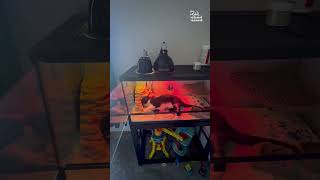 Miniature vidéo