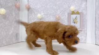 ハーフ犬の動画01