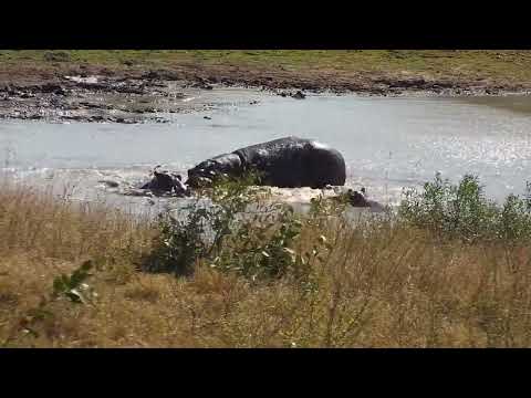 Djuma: Hippos interacting and two Wooly-necked Storks - 10:30 - 08/14/2023