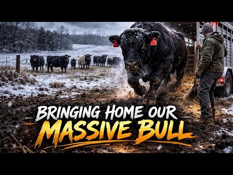 Bringing Home a Massive Angus Bull—This Could Go Either Way!