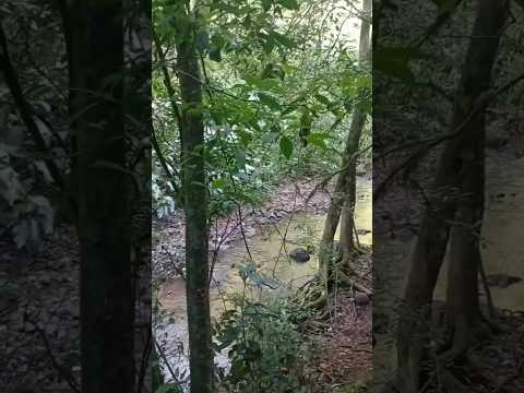 Trecho Íngreme da Trilha 🥾 Cascata Nova Hartz #02 #natureza #cascatas #paisagemnatural