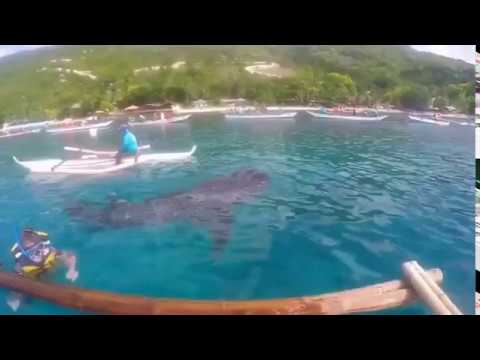 Экскурсия с китовыми акулами на Филиппинах