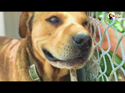 Dog Who Lived On A Chain For A Decade Is Set Free