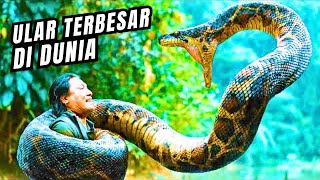 Download lagu Teror Ular Raksasa di Hutan Tropis - Anaconda 2024 mp3