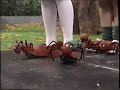 Exercise Circus Parade Of Numbers 2002 Version Part 32
