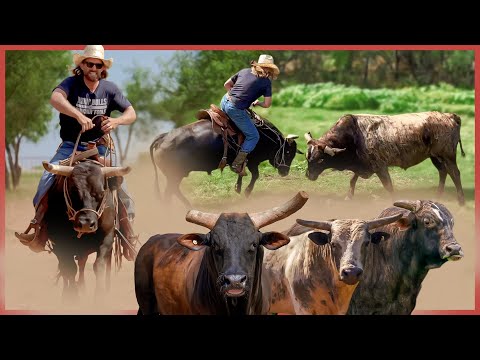 I Gather WILD Bulls On A Bull! And I Get Hooked! Rodeo Time 438