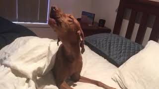 Vizsla doesn't like the alarm clock