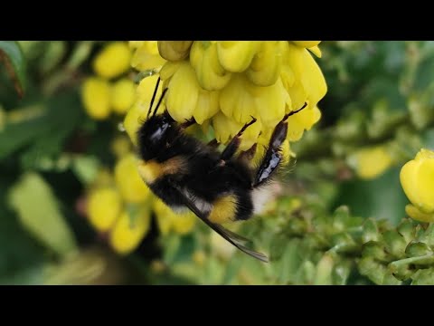 Winter-active Bumblebees in December Foraging on Mahonia x media 06/12/2025 Northern Ireland