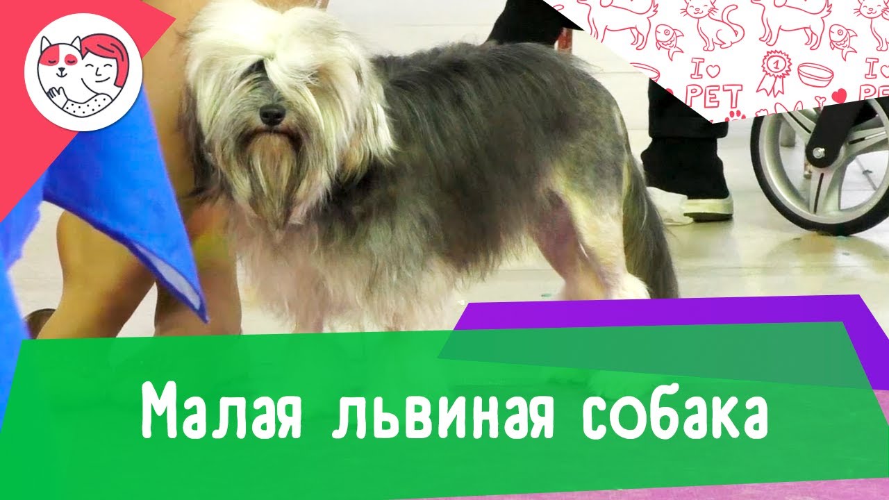 Малая львиная собака. Особенности. Уход
