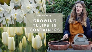 Planting Tulips In Pots 🌷 | How To Be Successful With Your Bulb Lasagne | Bulbs Growing Series (#1)