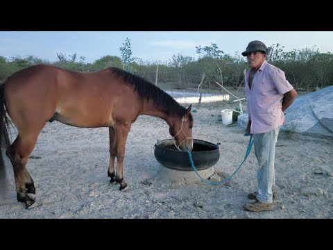 O VAQUEIRO JOÃO DÓRIA ESPERANDO AS CHUVAS ESTÁ JÁ CHEGANDO SOLEDADE PARAÍBA