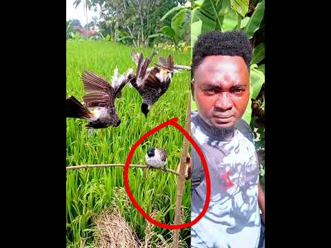 MTEGO WA NDEGE NI NDEGE