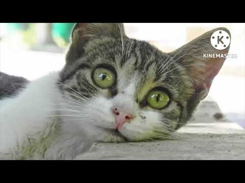 Cute cat videos, Very cute  cat vedios