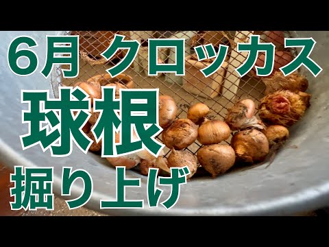 紫の花を持つクロッカス