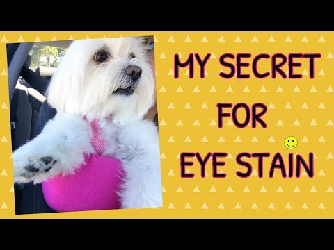 HOW TO CLEAN TEAR STAINS, White DOGS, Coton de Tulear I Lorentix